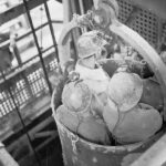 petite2drosselle_284529